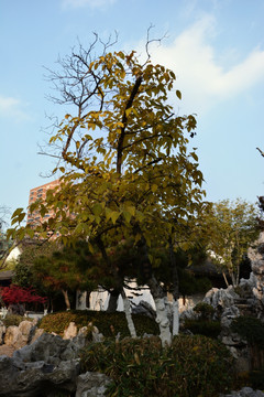 庭院腊梅树