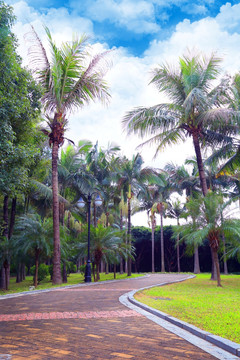 路 跑道 公园 绿化 道路 夏