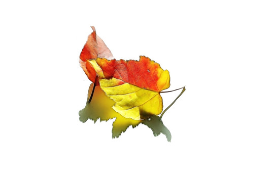 紅葉