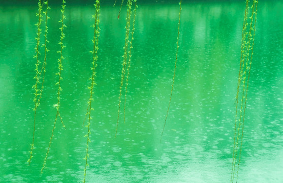 春雨绿柳