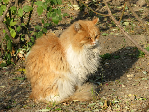 金色的猫