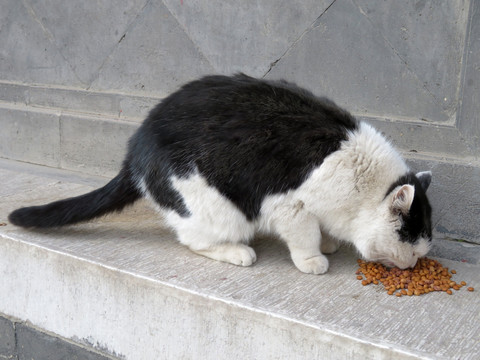 吃食物的猫