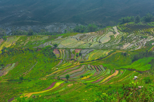 红河梯田