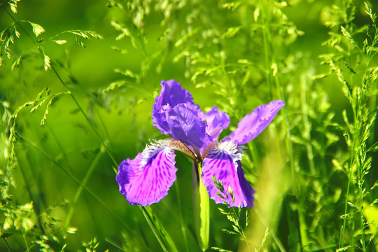 鸢尾花