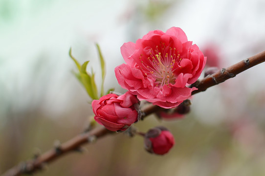 春天红桃花 迎春花