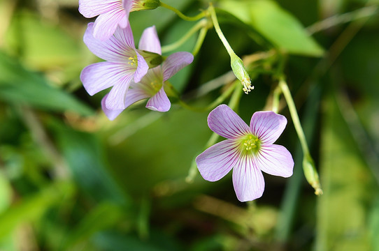 红花三叶草花 车轴草花