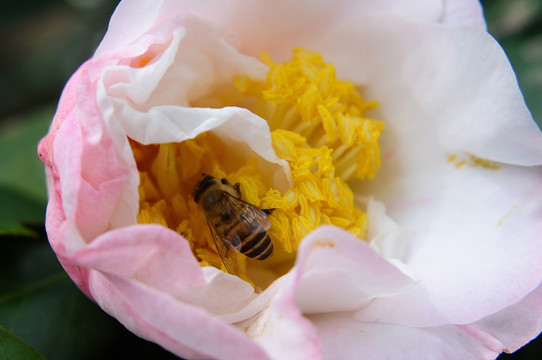 蜜蜂采蜜 茶花蜜