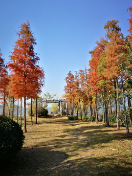 秋天水杉