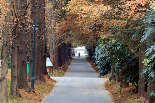 杉树景观大道