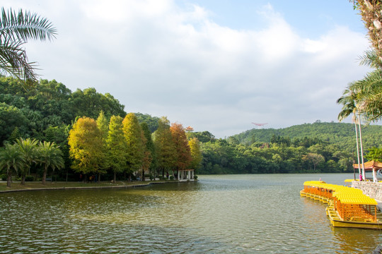 仙湖植物园