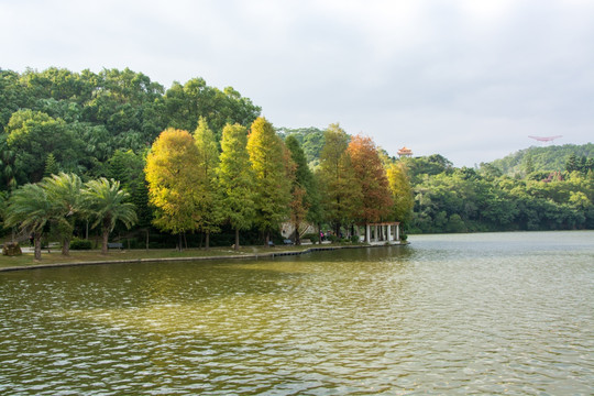 仙湖植物园
