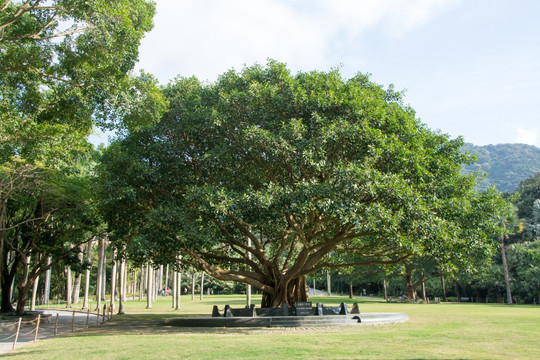 杨尚昆手植树