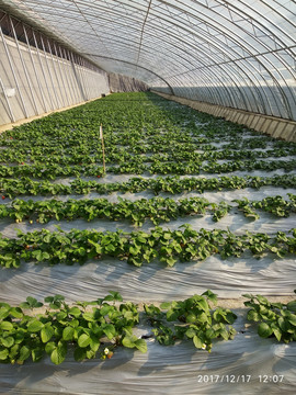 大棚温室草莓