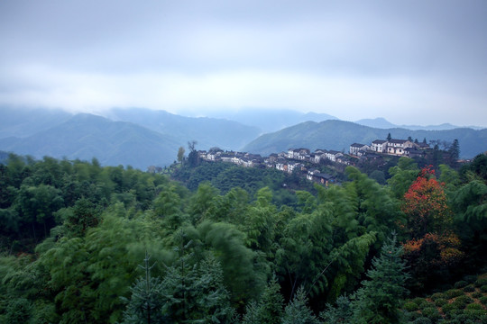 高山 竹林 山村