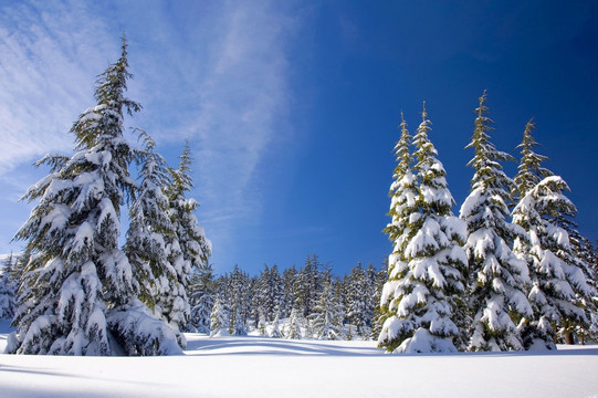 雾松 雪景