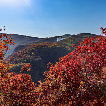 大山红叶