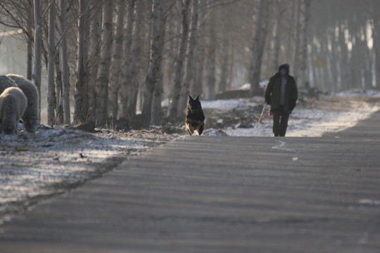 狗 犬 牧羊犬 狼狗 警犬