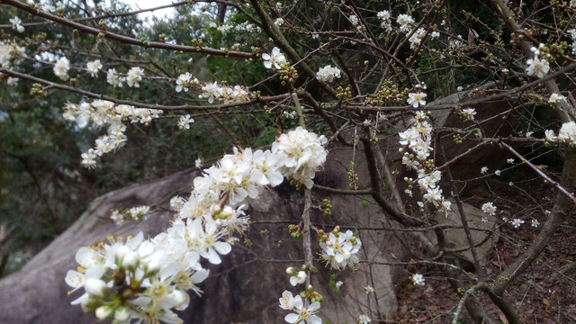 桃花 梅花