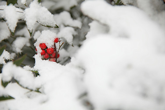 雪中南天竺