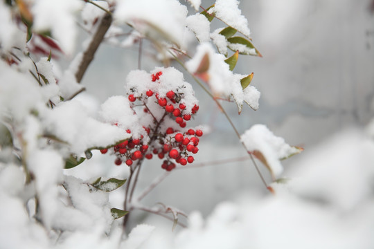 雪中南天竺