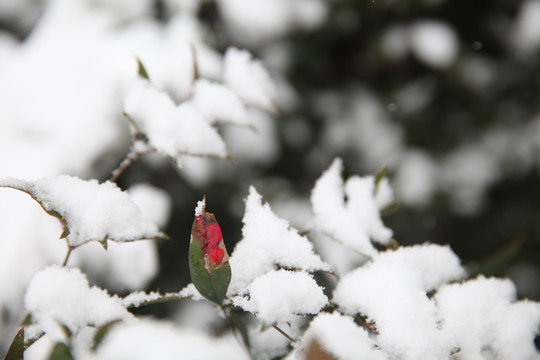 雪中南天竺