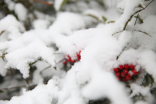 雪中南天竺