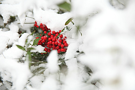 雪中南天竺