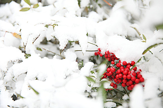 雪中南天竺