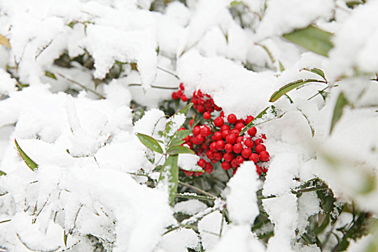 雪中南天竺