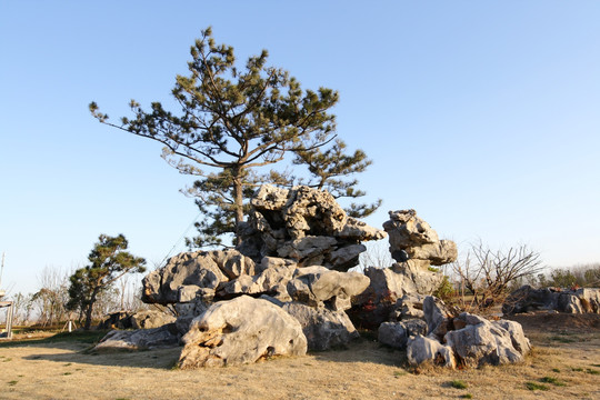 石头松树