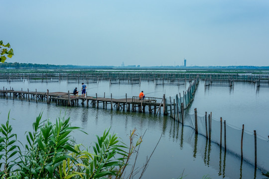 汾湖 湖畔垂钓