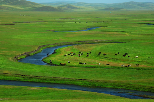 草原牛群河流