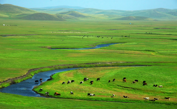 牛群草原河流