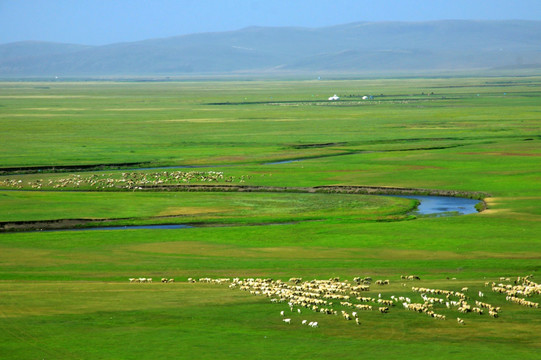 河流草原羊群