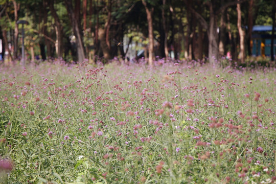 紫色花海 薰衣草园