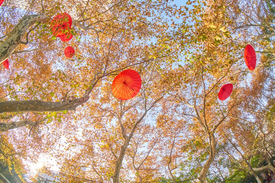 秋日景观 街头树叶艺术展