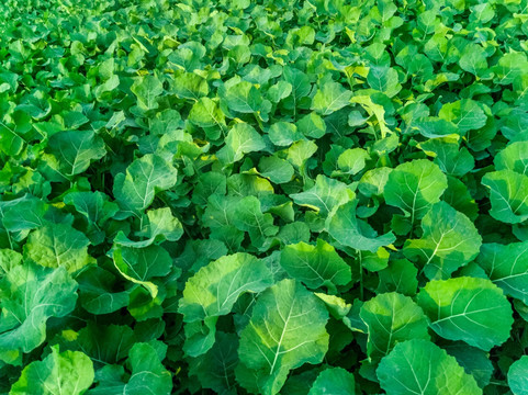 绿植背景 油菜种植