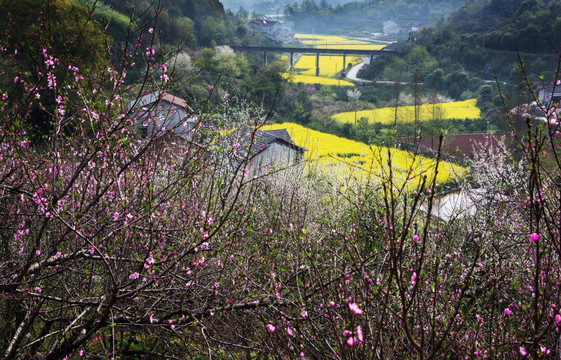 桃花 李花 春天 油菜花