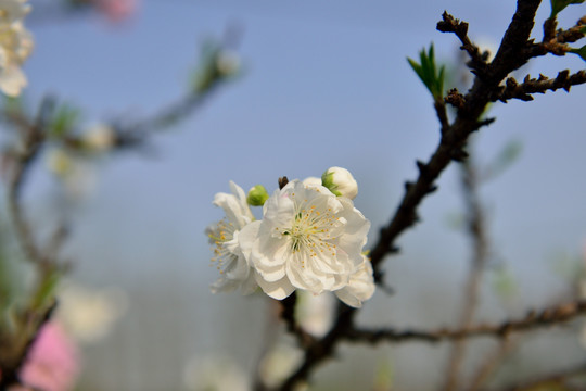 桃花 李花 春天 油菜花