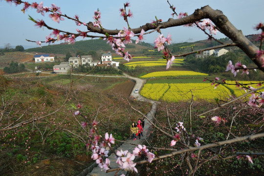 桃花 李花 春天