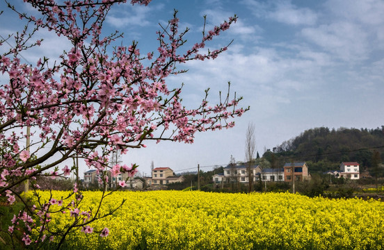 桃花 李花 春天