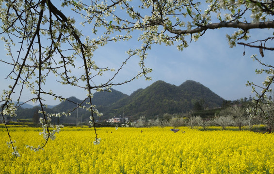 桃花 李花 春天