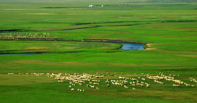 草原牧场羊群