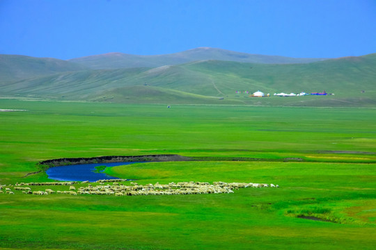 草原蒙古包羊群