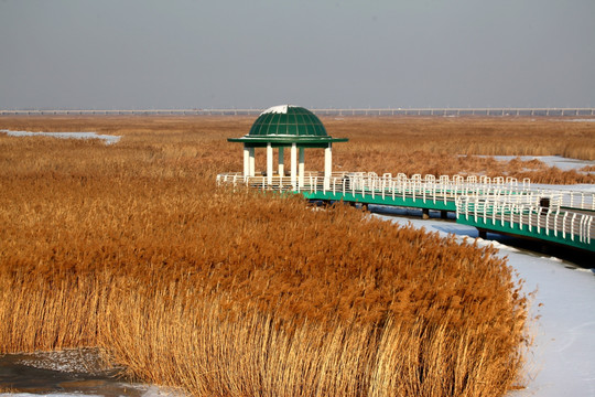 湿地 冬天