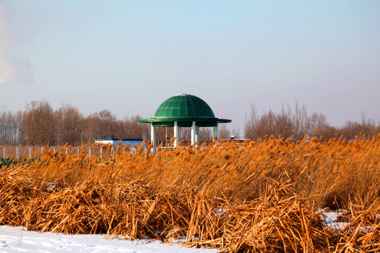 湿地 冬天 白雪 芦苇 芦苇花