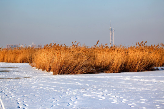 湿地 冬天 白雪 芦苇