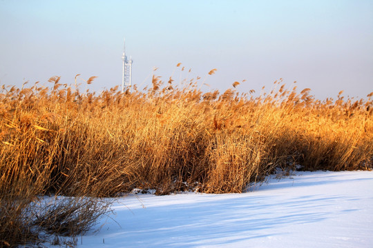 湿地 冬天 白雪 芦苇 芦苇花