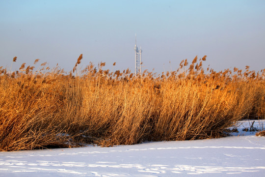 湿地 冬天 白雪 芦苇