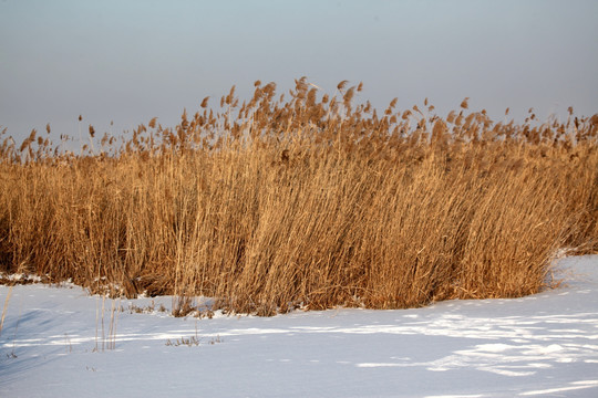 湿地 冬天 白雪 芦苇